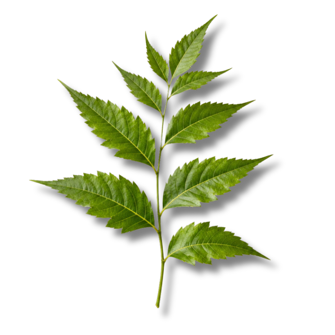 NEEM