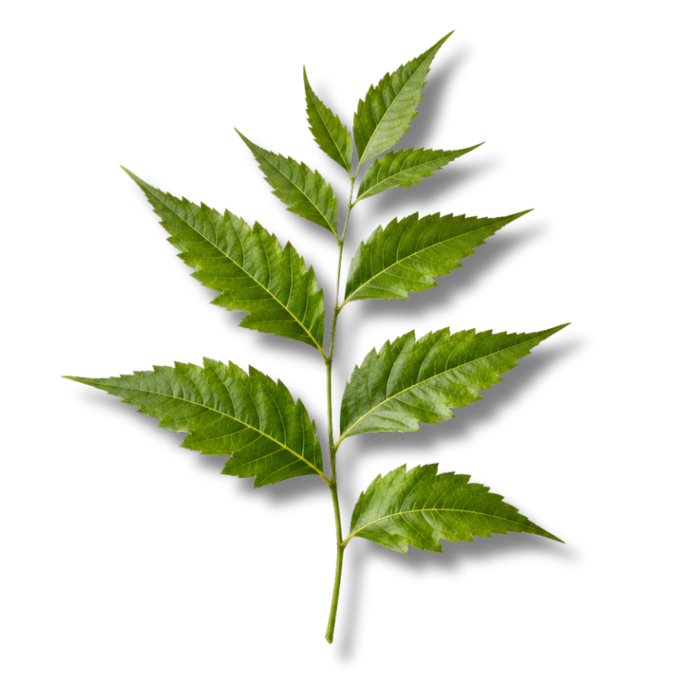 NEEM