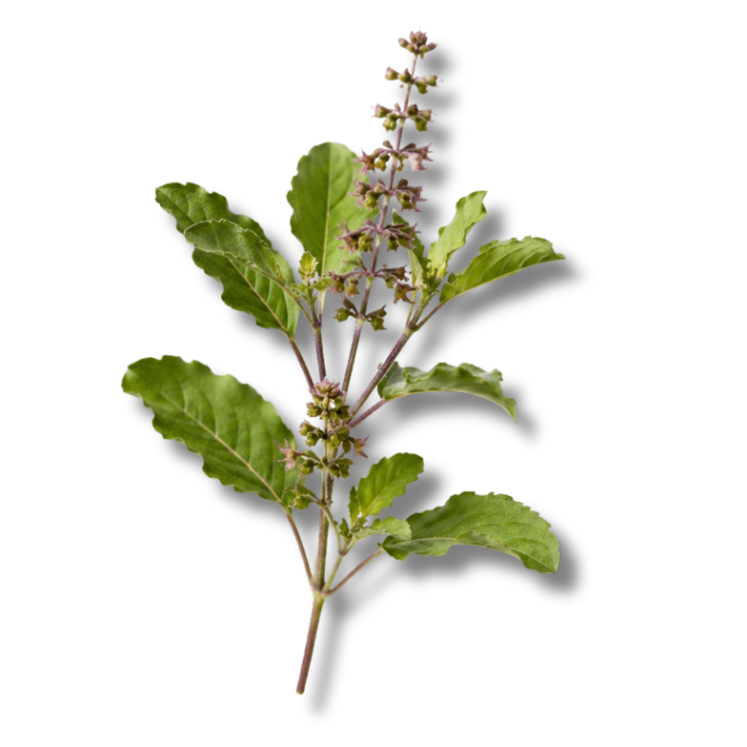 TULSI