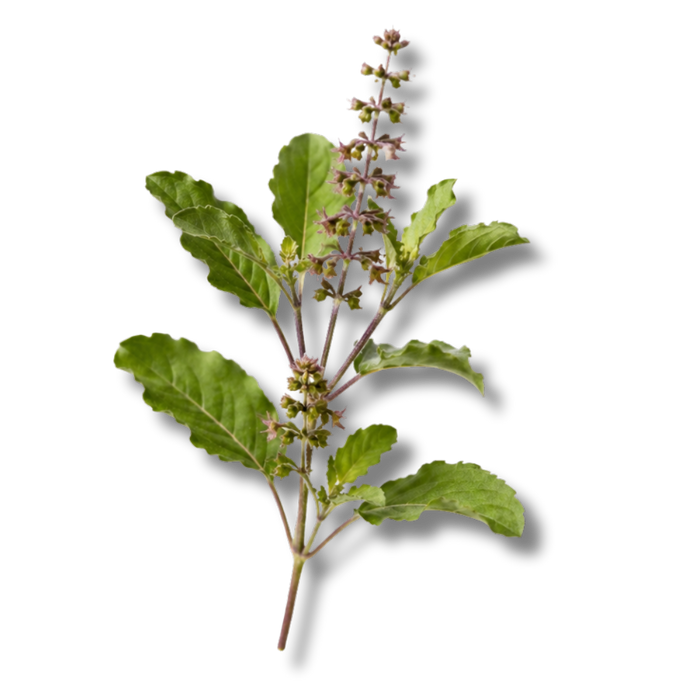 TULSI